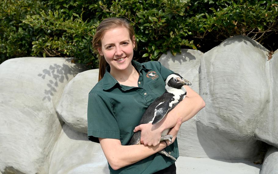 Jessica Gring, one of ET’s keepers, holds the 43-year-old penguin at the Metro Richmond Zoo in Richmond, Va. 