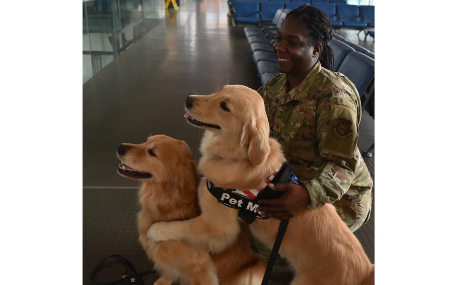 Air Force Master Sgt. Tunisia Miles takes a selfie with golden retrievers Ellie, front, and Emma inside the passenger terminal at Ramstein Air Base, Germany, on Oct. 18, 2023. The dogs are widely followed on social media, where their owners, Kevin and Katie Bubolz, post training tips and clips of the dogs.