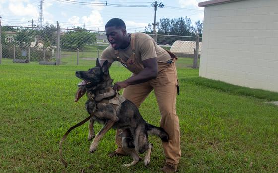 Then-Staff Sgt. DariusOmar Stephens, a military working dog handler for the 18th Security Forces Squadron, works with ZsoZso at Kadena Air Base, Okinawa, Aug. 24, 2023.