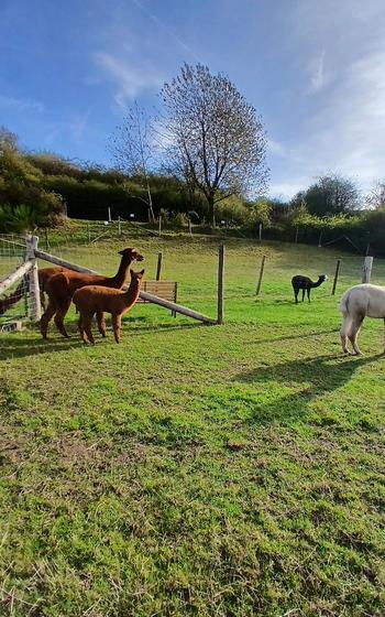 Alpacas stand in a grassy field on a sunny day.