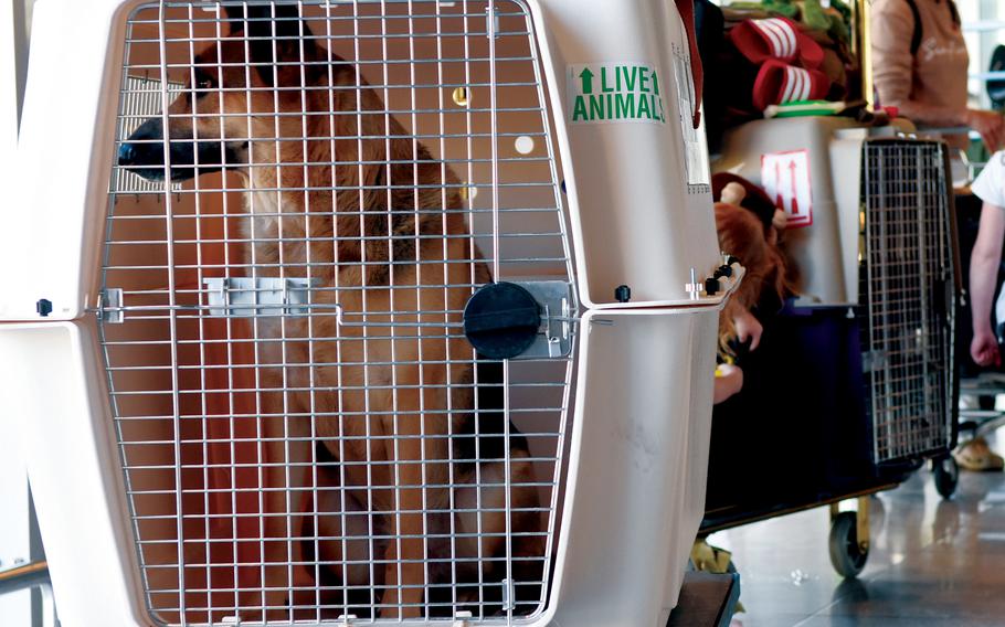 Military families wait in line with their pets while preparing to check in for a Patriot Express flight to the U.S. on Friday, May 29, 2020, at Ramstein Air Base, Germany. 