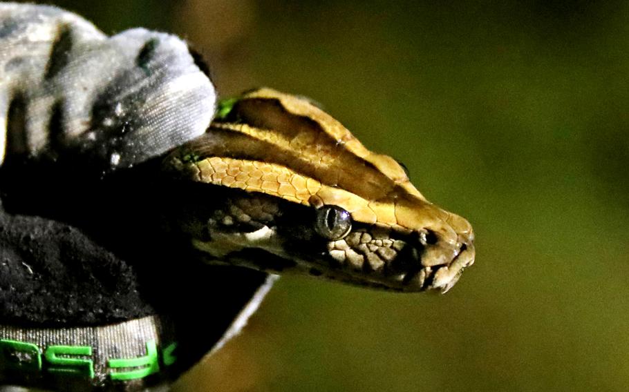 Volunteer python hunter Dave Hackathorn, of Waverly, W.Va., with a 4-foot-6-inch python caught west of Miami on Aug. 9, 2022. 