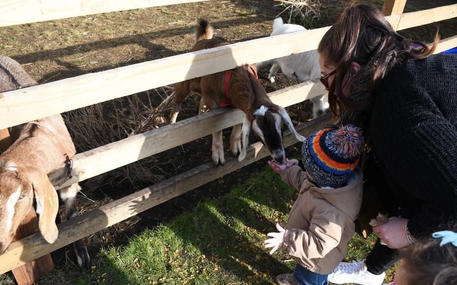 The current South Angle Farm Park opened in the spring of 2014. The majority of their animals are re-homed or rescue animals.