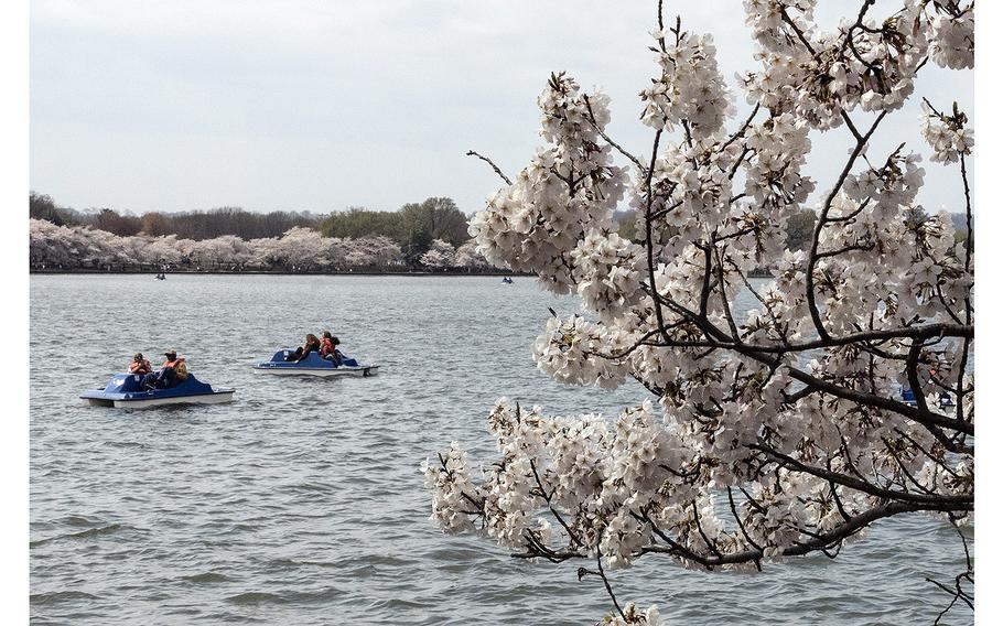 Cherry blossoms at the Tidal Basin in Washington, D.C., on 
March 23, 2023.