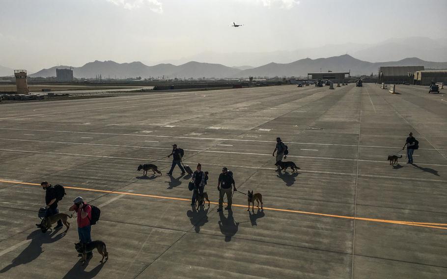 U.S. military working dogs are escorted onto an evacuation flight at Kabul’s military airport on Aug. 15, 2021. 