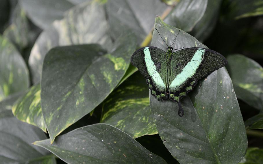 The emerald swallowtail, also known as the banded peacock, is native to tropical Asia and uses camouflage to protect itself from enemies. This specimen is at the House of the Butterflies in Bordano, Italy.