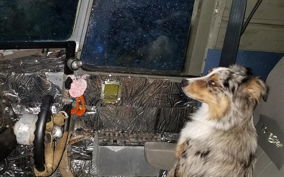 Gino Lucci's Australian shepherd, Scooter, sits in the passenger seat of the World War II-era transporter plane that Lucci bought in 2019 and converted into a motor home. 