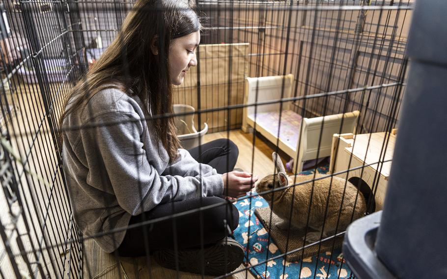 Ava Colon, 15, of Medford, N.J., visits with her favorite resident of the rabbit café, a perfectly-rotund bunny named Sandy. 