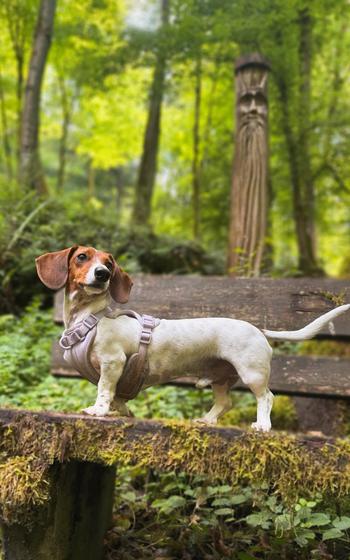 A piebald miniature dachshund stands on a bench in the woods.