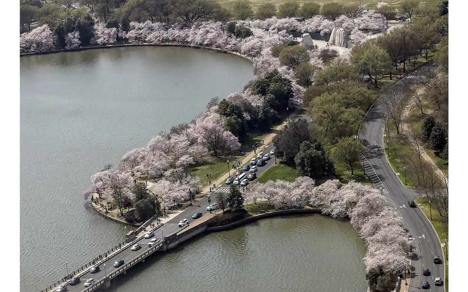 Cherry blossoms at the Tidal Basin in Washington, D.C., as seen from the Washington Monument on 
March 23, 2023.