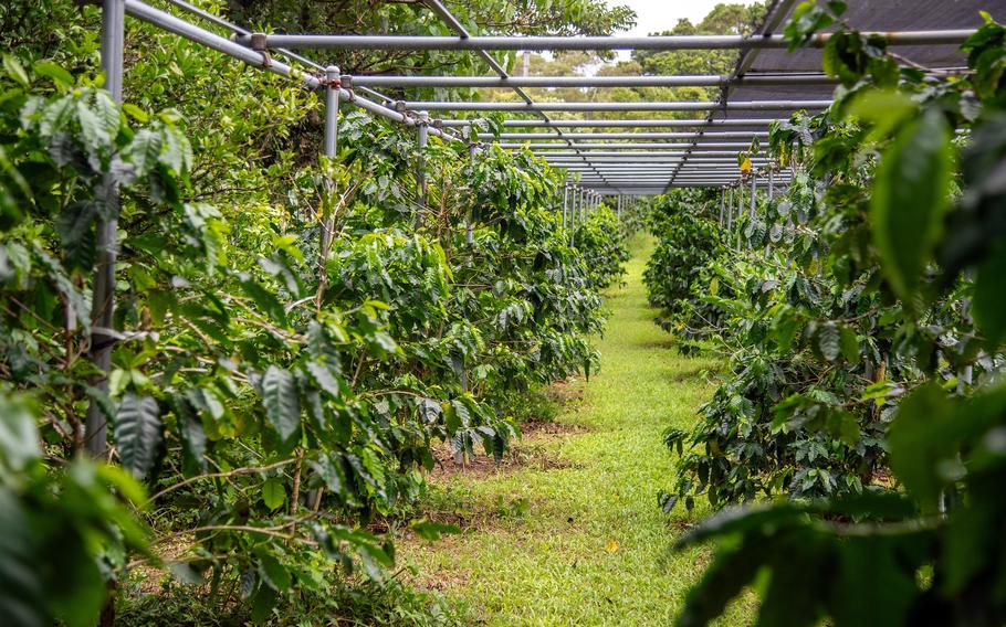 Coffee trees grow on Okinawa at Matayoshi Coffee Farm, July 18, 2025. 