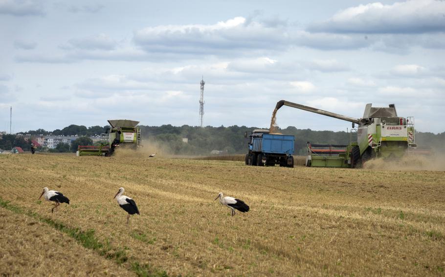 Storks walk in front of harvesters in a wheat field in the village of Zghurivka, Ukraine, Tuesday, Aug. 9, 2022. Before the war, Ukraine was seen as the world’s bread basket, exporting 4.5 million tons of agricultural produce a month through its ports. Millions of tons of grain have been stuck due to Russian blockages since February. Under a deal brokered by Turkey and the UN last month, Russia agreed not to target ships in transit, and grain ships started to leave Ukraine as hopes grow for export stability. 