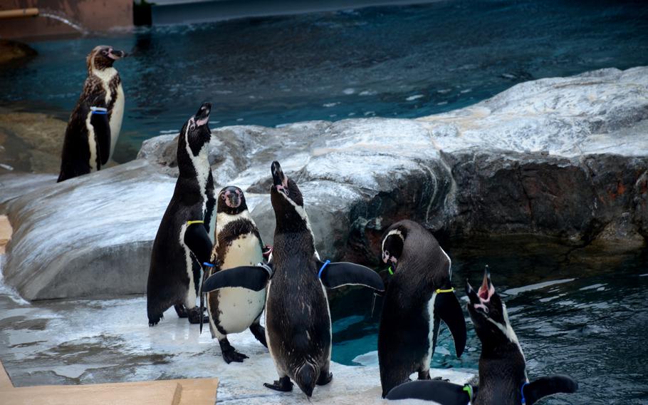 Humboldt penguins make their signature calls at one of Aqua World's various outdoor exhibits. 