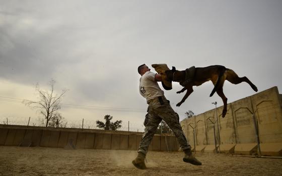Sather Air Base, Iraq, Dec. 14, 2011: Senior Airman Stephen Hanks, a dog handler with the 447th Expeditionary Security Forces Squadron, does a training exercise with his dog Geri.

September is National Service Dog month. In the last two decades, over 4,000 military working dogs were injured in combat. January 2022 the Department of Defense launched the Military Working Dog Trauma Registry, recognizing the importance of tracking injuries of the MWDs so it could be used to improve treatments, recovery and development of protective equipment.  

Read about the inception of the registry here. [https://www.stripes.com/funding-urged-for-system-to-track-injuries-deaths-of-deployed-working-dogs-1.570387]

META TAGS: Operation Iraqi Freedom; Wars on Terror; military working dog; MWD; service dog; K9; 
