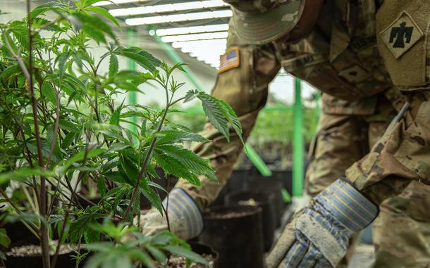 An Oklahoma Army National Guard soldier pulls illegally grown marijuana plants out of their pots in Kay County, Okla., in September 2022. 
