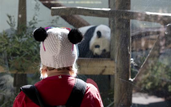 Jenny Owens, of Wilkesboro, N.C., watches the giant pandas at Zoo Atlanta. She’s been visiting the zoo to see the pandas for close to ten years now. “I stay a week at a time and come every day,” she said. 