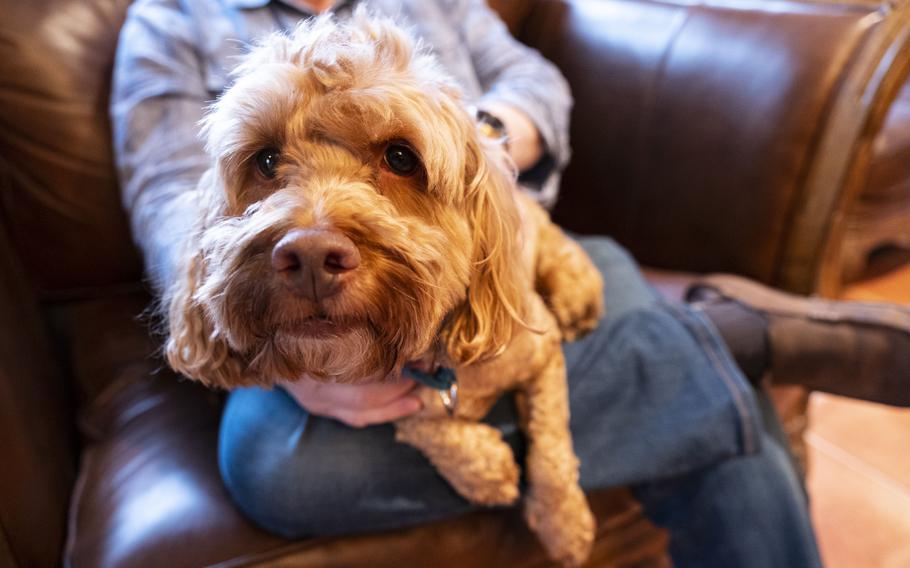 Larry Wexler holds his cockapoo dog Max at his residence in Virginia Beach, Va., on Dec. 8, 2022. Wexler is the author of the children’s book “Forest of Dreams,” and an Iraqi war veteran. Wexler has already began drafting his second book, which will include larger roles for his dogs in the story.