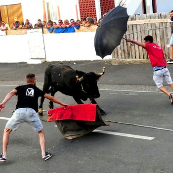 Amateur bullfighters try not to get gored during the running of the bulls in the Doze Ribeiras village. 