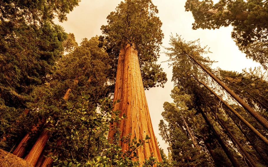 Sequoia trees stand in Lost Grove along Generals Highway as the KNP Complex Fire burns about 15 miles away on Sept. 17, 2021, in Sequoia National Park, Calif.