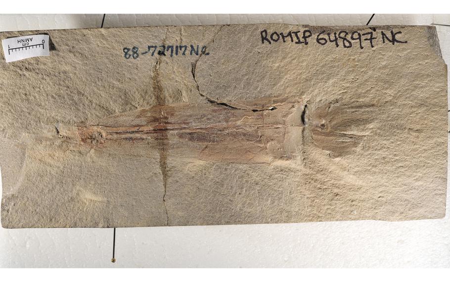 An exceptionally well-preserved vampyropod fossil from the collections of the Royal Ontario Museum. The fossil was originally discovered in what is now Montana and donated to the museum in 1988. 
