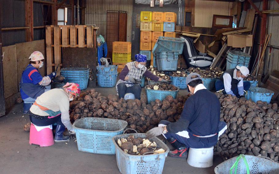 Workers process sweet potatoes for shochu making in Nichinan City, Japan.