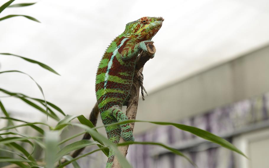 The leopard chameleon hails from Madagascar. This one appears to have seen his fill of visitors to the House of the Butterflies in Bordano, Italy. 
