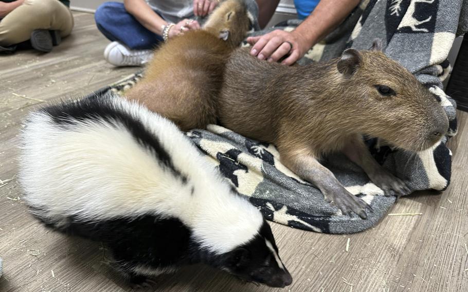A skunk and a capybara at the Capybara Cafe in St. Augustine, Fla.