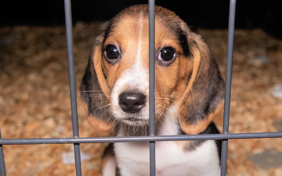 Lawmakers are directing the Department of Veterans Affairs to end experiments on dogs, cats and primates by 2026.