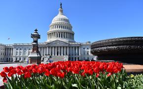 The U.S. Capitol building with red tulips.