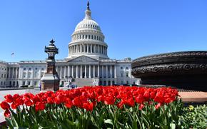 The U.S. Capitol building with red tulips.