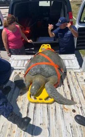 Atlas, a large green sea turtle, arrives by truck to the Turtle Hospital in the Middle Florida Keys city of Marathon, Monday, March 28, 2022. 