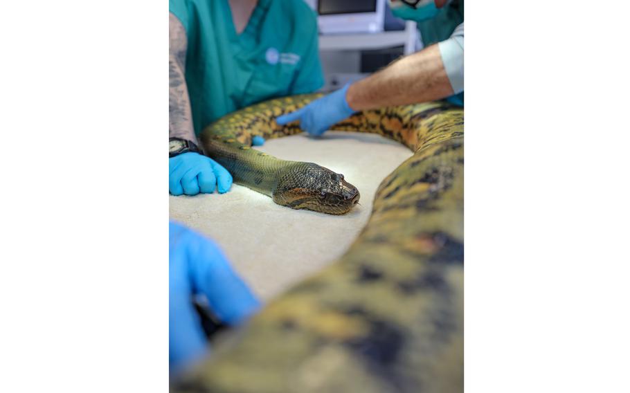 Veterinarians examine Wilson’s scales at the New England Aquarium. 