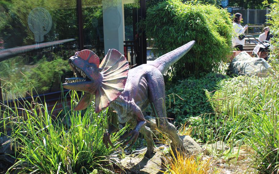A dilophosaurus statue is on display at ROARR! Dinosaur Adventure theme park in Lenwade, England. 