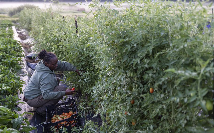 A woman harvests tomatoes.
