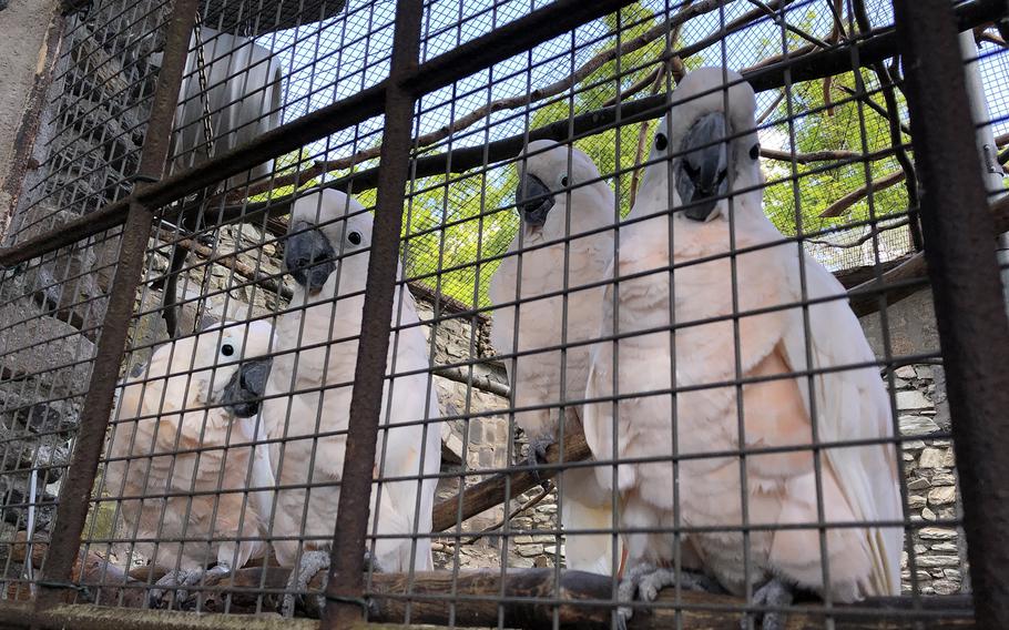 Cockatoos gather as onlookers with food approach an enclosure at Vogelburg in Weilrod, Germany. The park serves as an educational center and refuge for exotic birds.