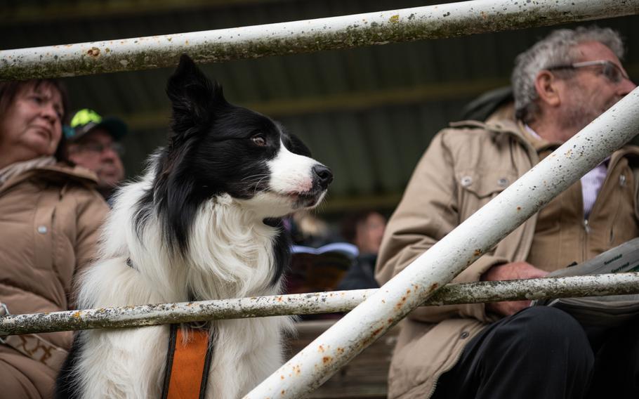 A dog sits in the stands and watches racing horses at Zweibruecken’s grass racetrack, April 16, 2023. 