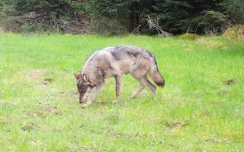 A female European gray wolf is captured by a trail camera on March 5, 2024, while moving through the U.S. Army training area in Grafenwoehr, Germany. 