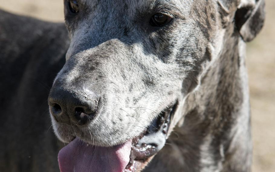 Henry, a 145-pound Great Dane, enjoys a visit to a dog park at Yokota Air Base, Japan, Jan. 22, 2022.