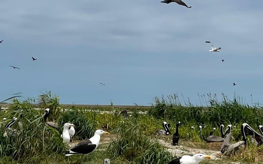 A gull chick stands at the water’s edge amid brown pelicans. 