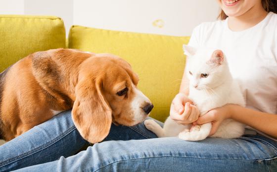 In a cozy living room filled with afternoon sunlight, a playful beagle curiously interacts with a fluffy white cat, while their human friend happily holds the feline