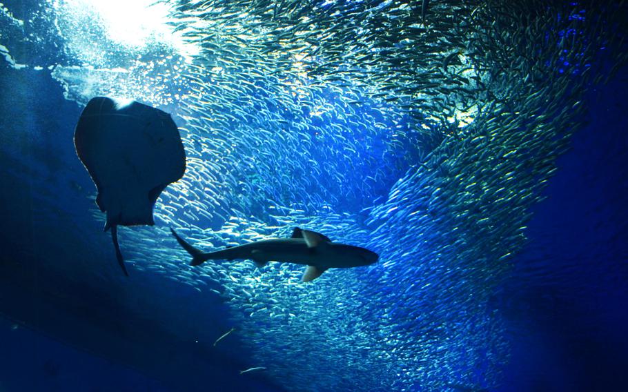 A shark and a stingray swim among a school of hundreds of fish in one of the many massive exhibits at Oarai's Aqua World.