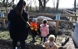 A family stops to watch The South Angle Farm Park's resident large hog, Wilbur, Feb. 15, 2023. The park has various large animal pens where visitors can watch the animals engage with their surroundings. 