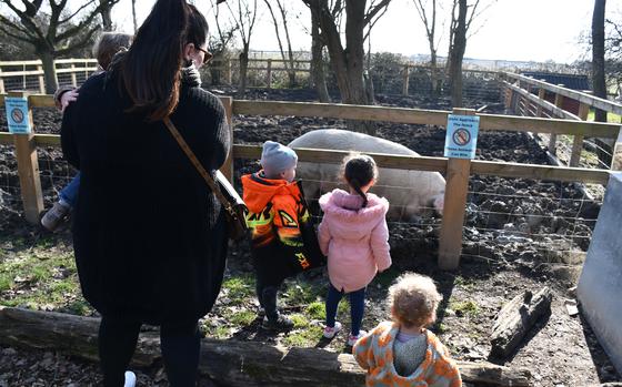 A family stops to watch The South Angle Farm Park's resident large hog, Wilbur, Feb. 15, 2023. The park has various large animal pens where visitors can watch the animals engage with their surroundings. 