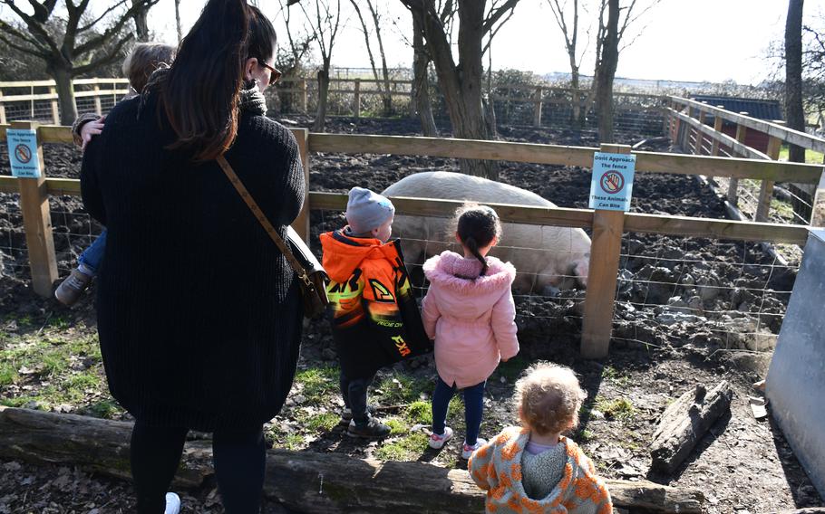 A family stops to watch South Angle Farm Park’s resident large hog, Wilbur, Feb. 15, 2023. The park has various large animal pens where visitors can watch the animals engage with their surroundings. 