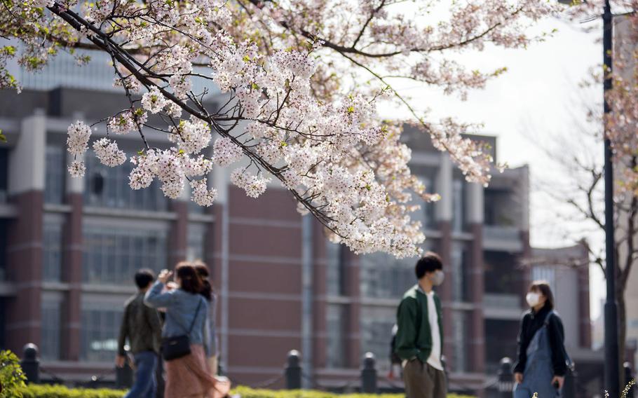 By March 22, 2023, blossoms should be opening in Tokyo, Kochi and Shimonoseki, followed by the Tokai and Kyushu regions, according to the first blossom forecast by Japan Meteorological Corp.