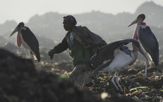 A woman who scavenges recyclable materials for a living, center, walks past Marabou storks feeding on a mountain of garage amidst smoke from burning trash at Dandora, the largest garbage dump in the capital Nairobi, Kenya, on Wednesday, March 20, 2024. 