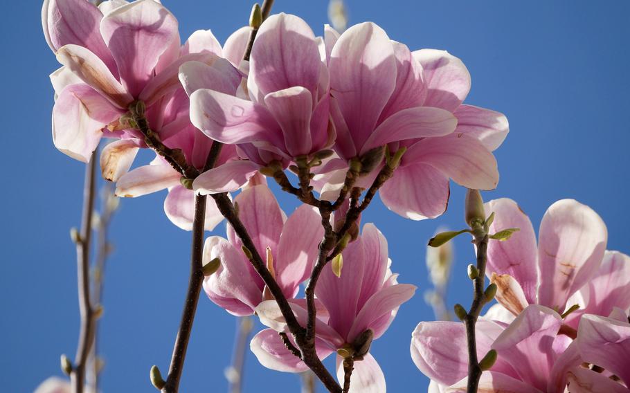 Magnolia blossoms on a tree in Zwingenberg, Germany, a town on the Bergstrasse. Protected from easterly winds by the Odenwald hills, trees and flowers bloom earlier here than in most parts of Germany.