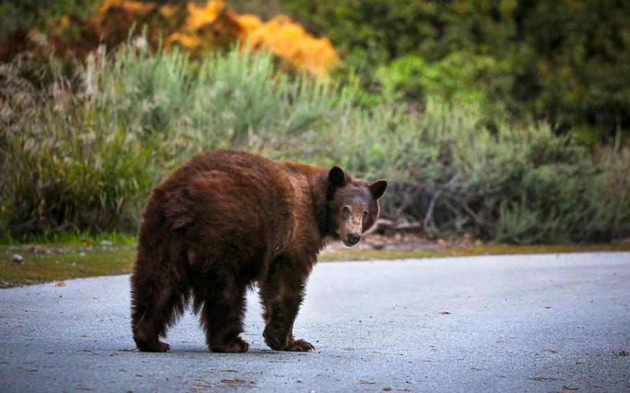 A black bear on a road turns his head to look backward.