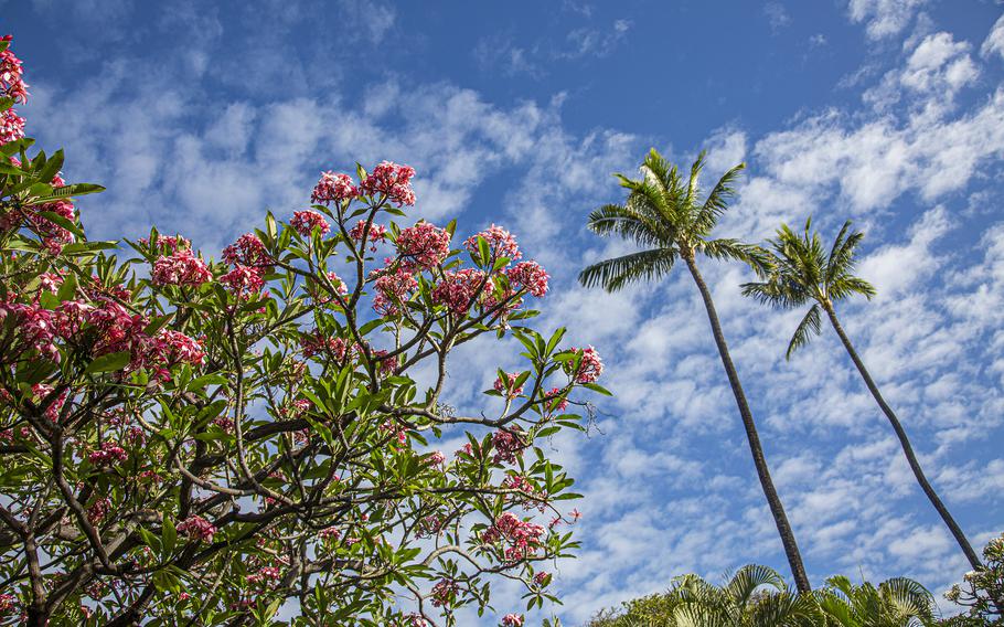Beautiful foliage in Maui. 