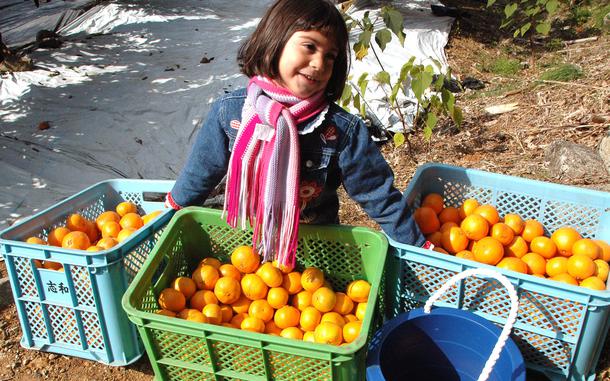 Hed: Crates full of sunshine, 2005

Sasebo, Japan, Nov. 22, 2005: Chloe Stevens is proud of her haul during a field trip to pick fresh mikans in orchards near Sasebo Naval Base’s Hario Housing Village. About 320 pupils from kindergarten through sixth grade from Jack N. Darby Elementary School visited orchards in shifts, with some picking 40 to 100 mikans to take home. The sweet and easy peeling citrus fruits, also known as the Japanese mandarin or satsuma mandarin, are a popular snack in Japan. 

META TAGS: Japan; Japanese culture; agriculture; food culture; fruit; military family; military life; military child; 